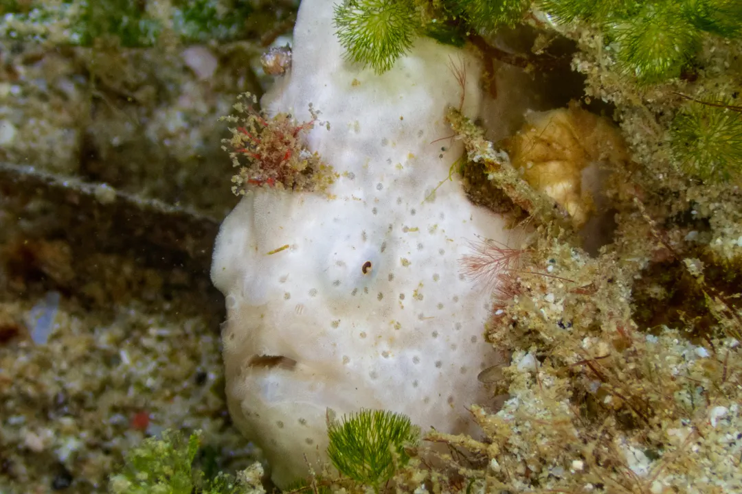 Painted Frogfish (white) (Antennarius pictus)