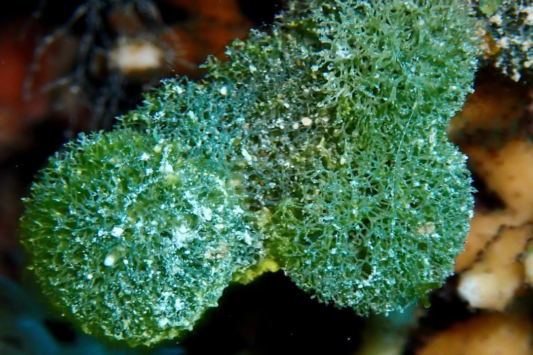 Green Spongeball Chain