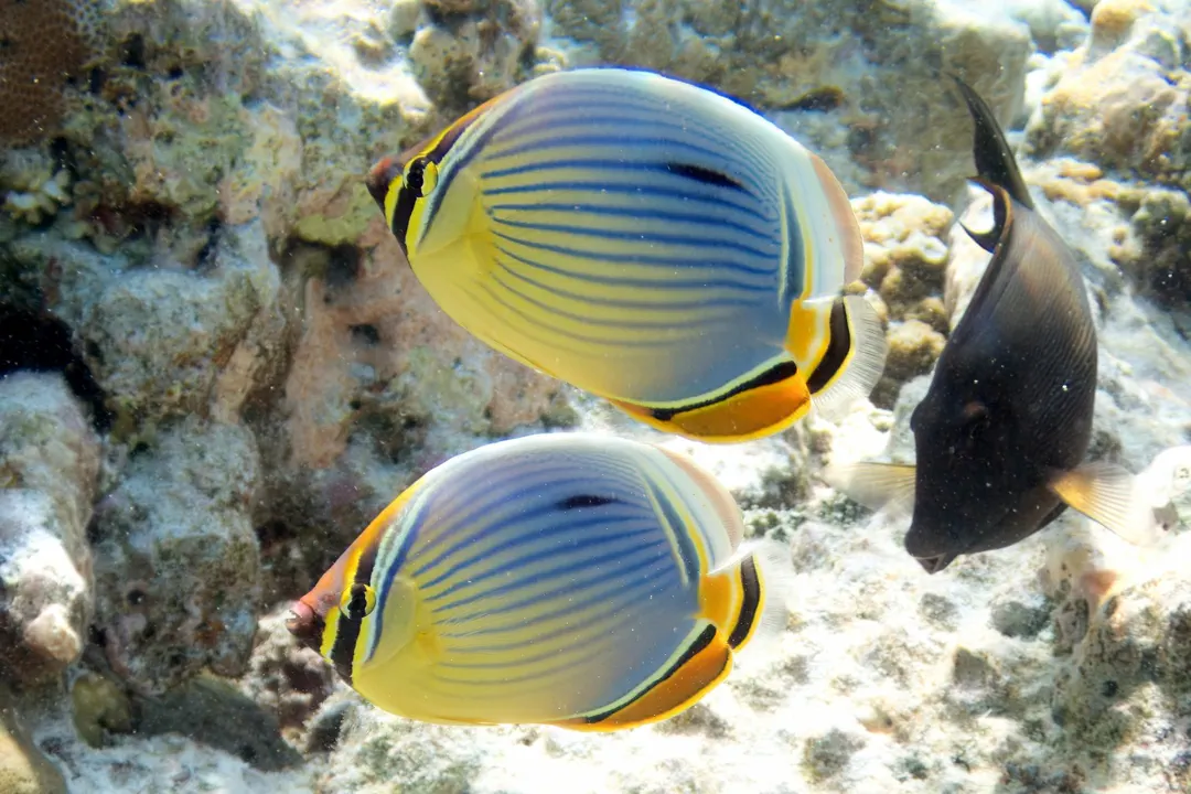 Indian Redfin Butterflyfish (Chaetodon trifasciatus)