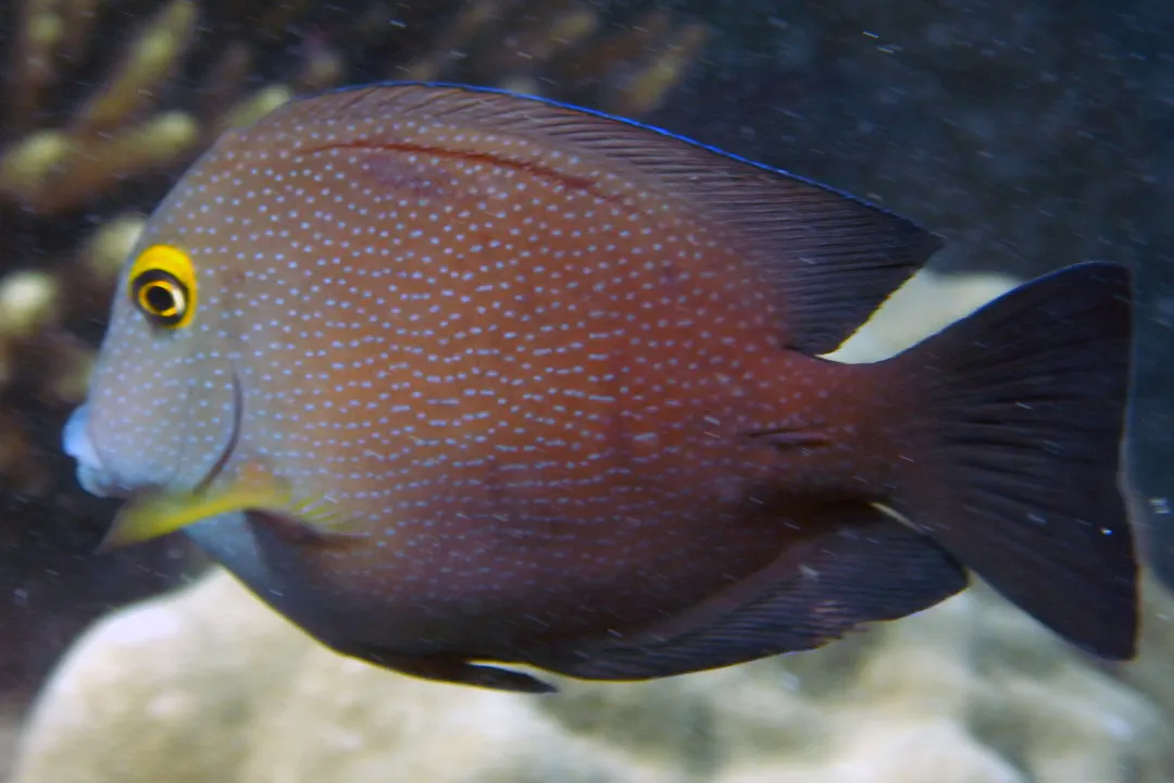 Indian Gold-ring Bristletooth (Ctenochaetus truncatus)