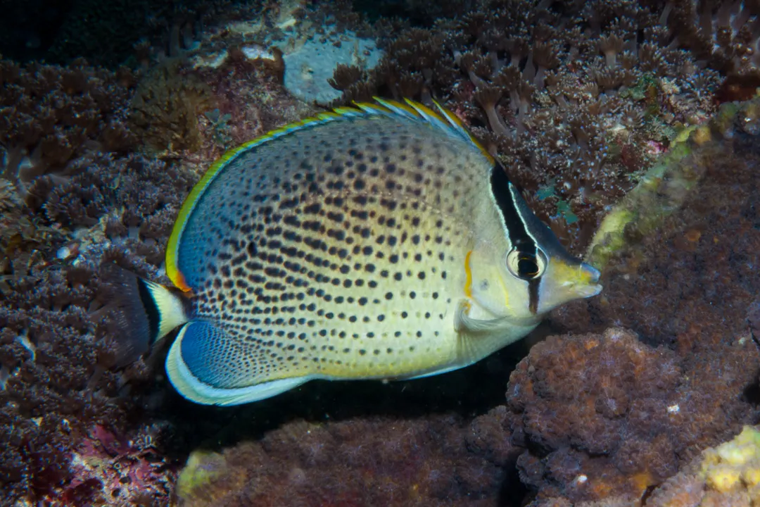 Spotted Butterflyfish (Chaetodon guttatissimus)