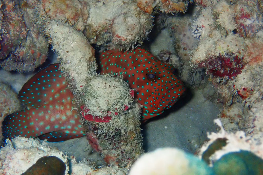 Blue-spotted Rock Cod (Cephalopholis cyanostigma)