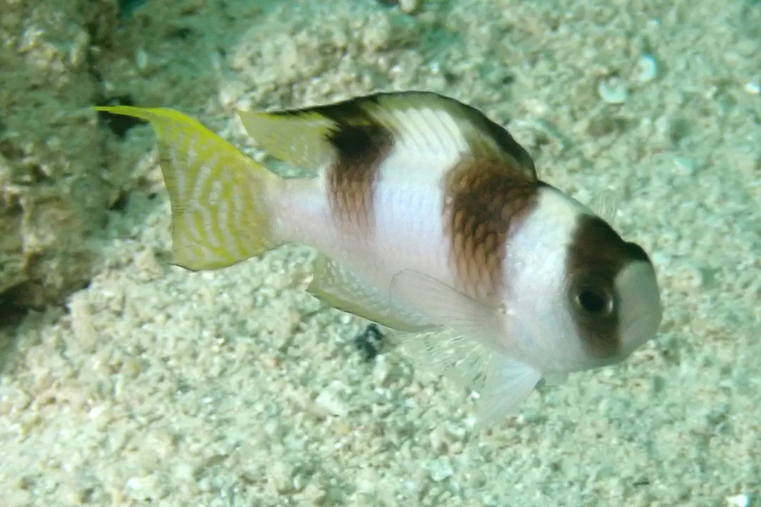 Blackbanded Damsel (Amblypomacentrus breviceps)
