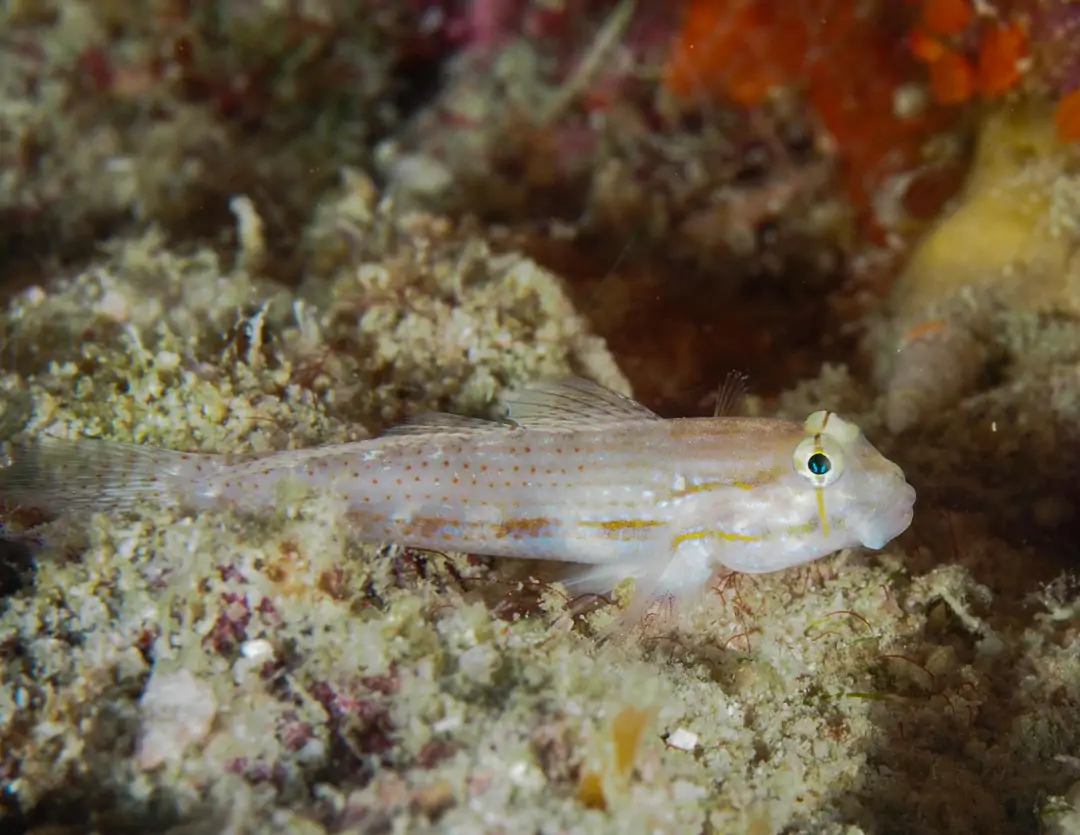 Seabook: Shoulderspot Goby