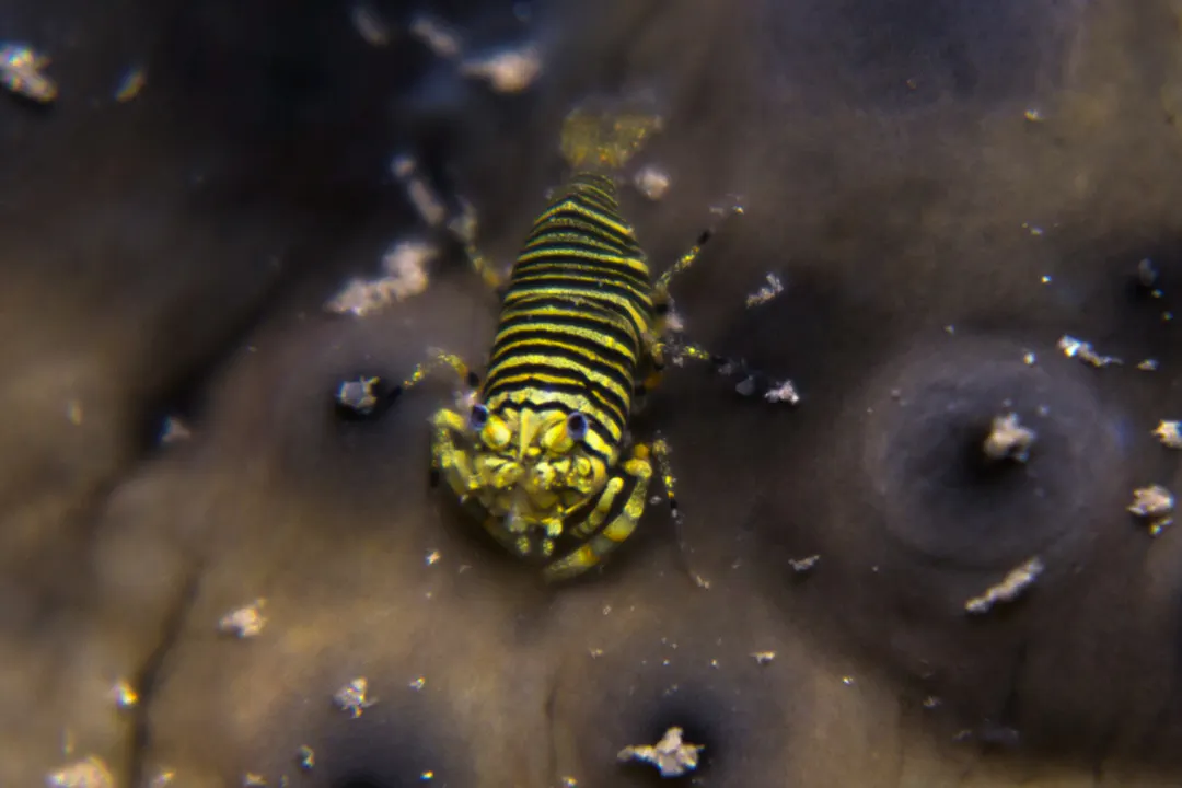 Bumblebee Shrimp (Gnathophyllum americanum)