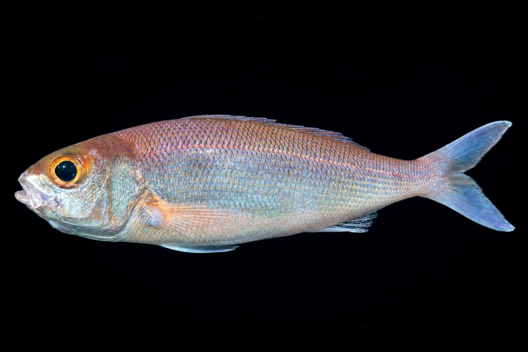 Lavender Jobfish (Pristipomoides sieboldii)
