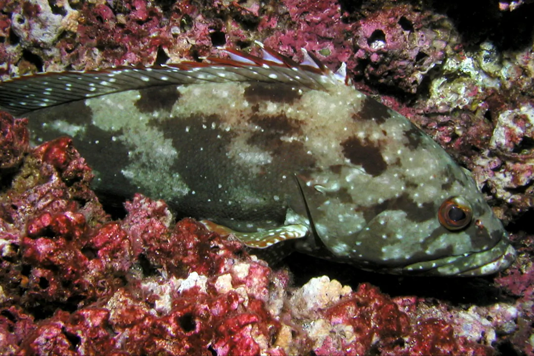 Starry Grouper (Epinephelus labriformis)