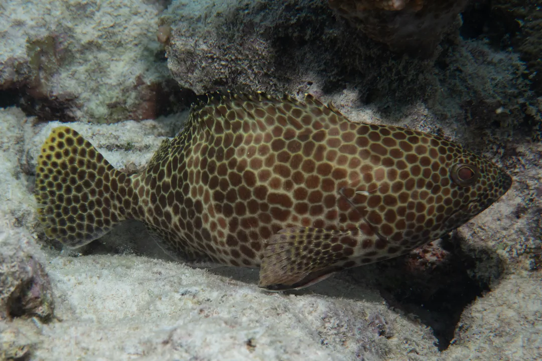 Honeycomb Grouper (Epinephelus merra)