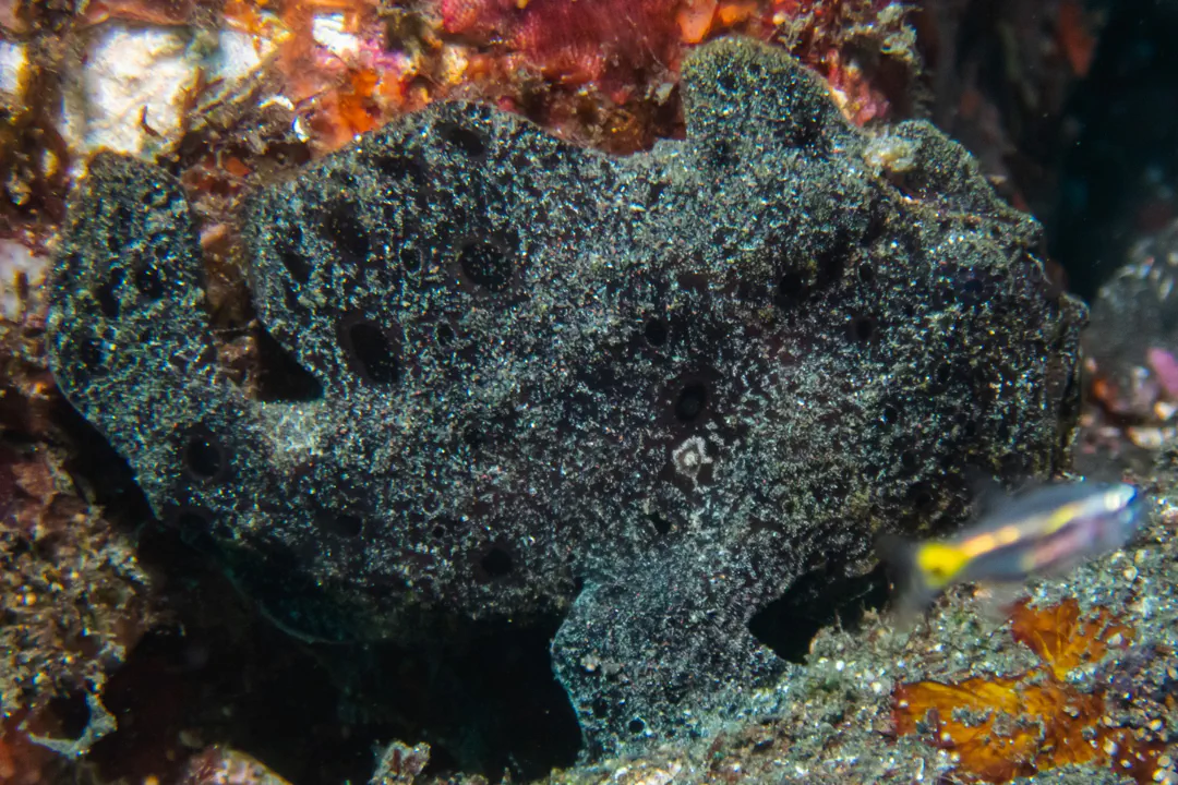 Giant Frogfish (black)