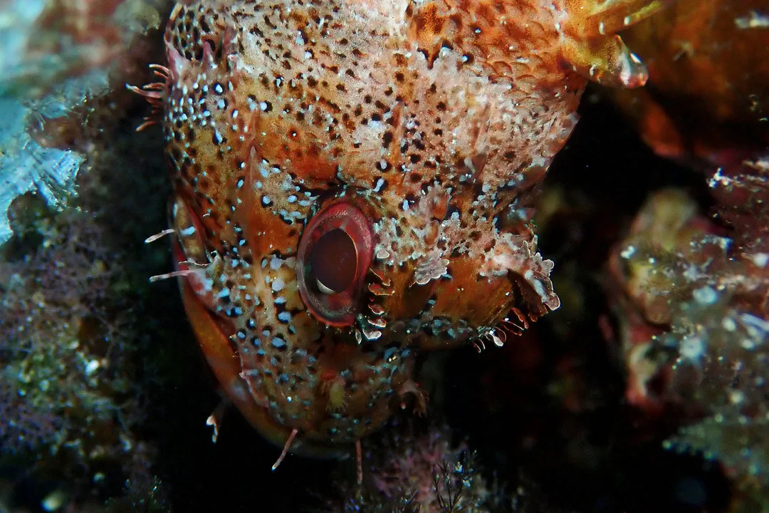 Madeira Scorpionfish