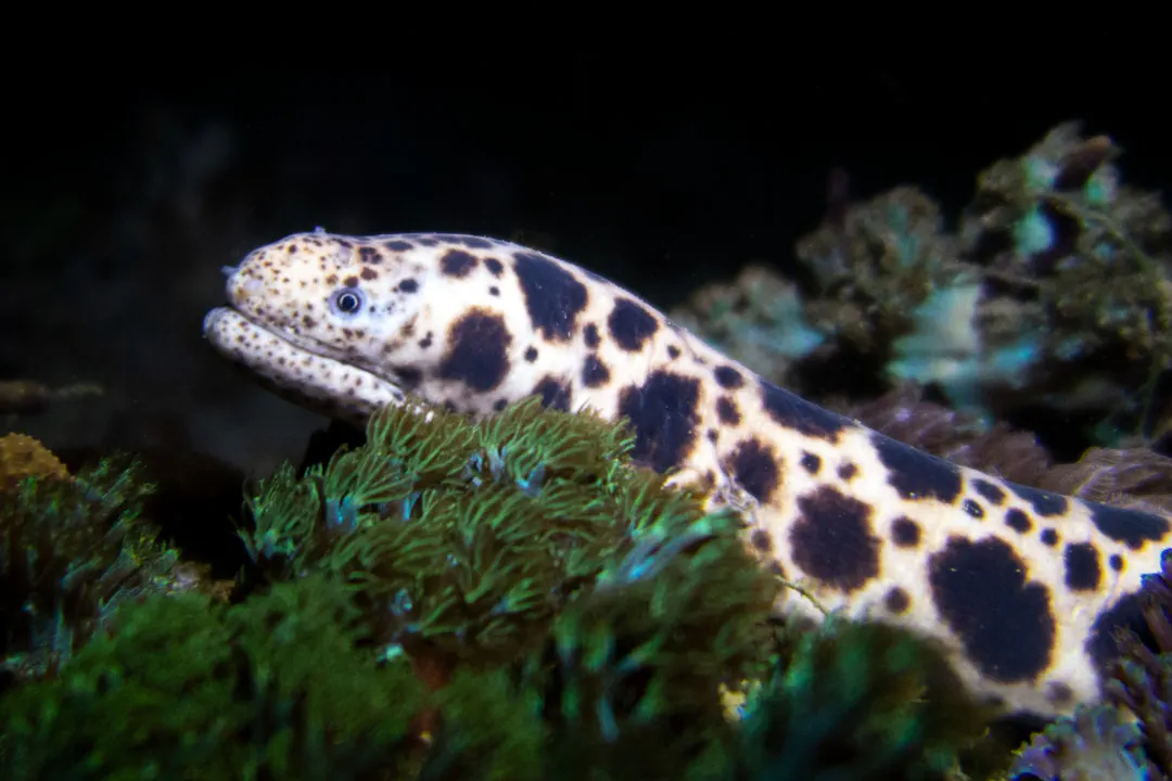 Tiger Snakemoray (Scuticaria tigrina)