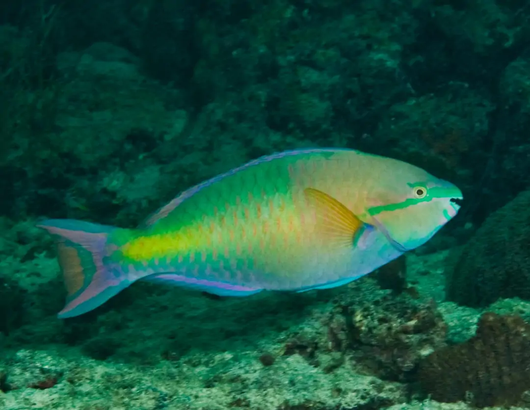 Seabook: Yellowfin Parrotfish (male)