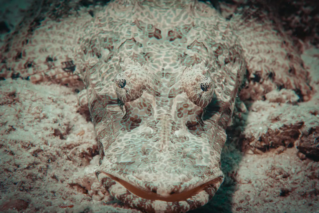 Crocodilefish