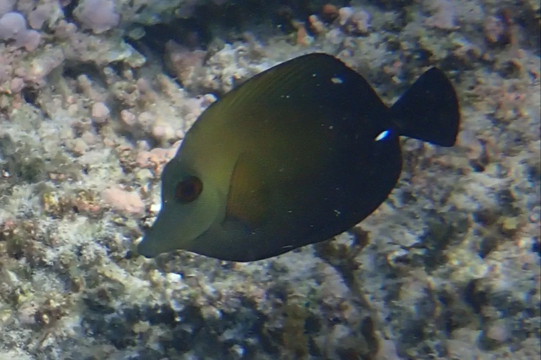 Brown Tang
