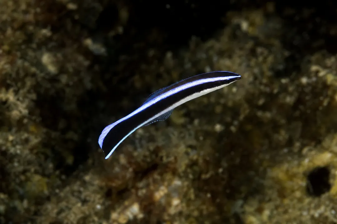 Bluestreak Cleaner Wrasse (juvenile) (Labroides dimidiatus)