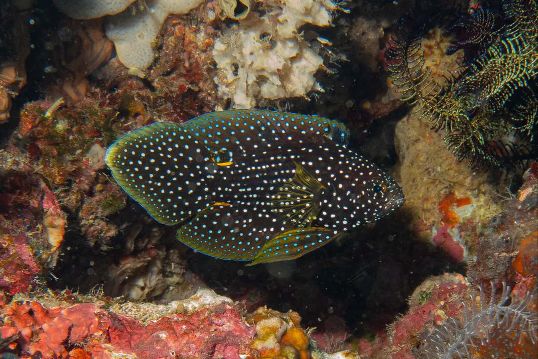 Comet (Calloplesiops altivelis)