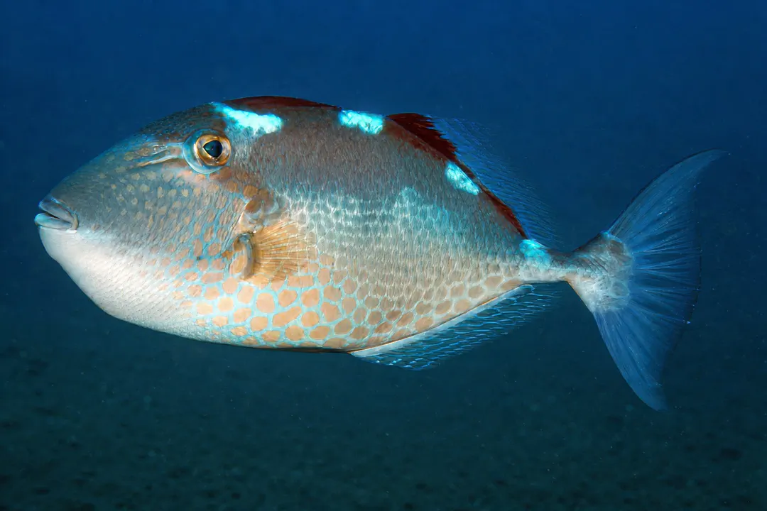 Starry Triggerfish (Abalistes stellatus)