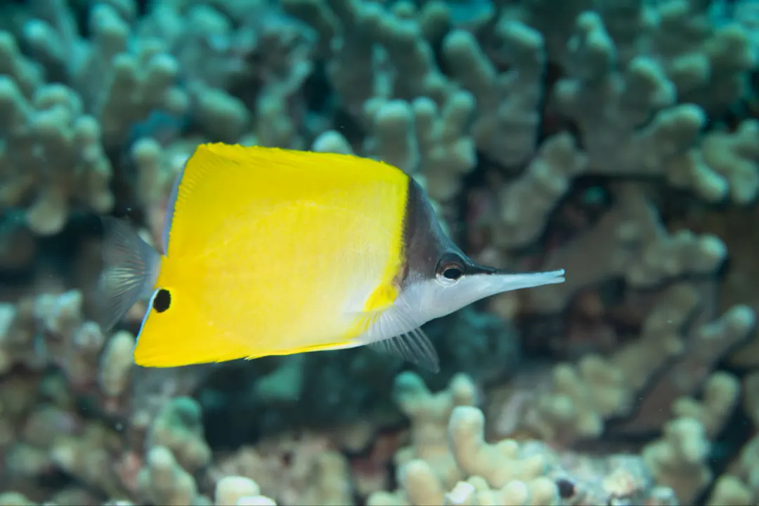 Forceps Fish (Forcipiger flavissimus)