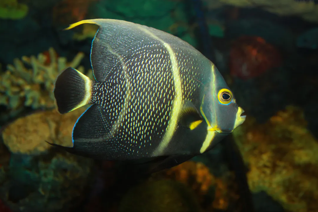 French Angelfish (juvenile) (Pomacanthus paru)