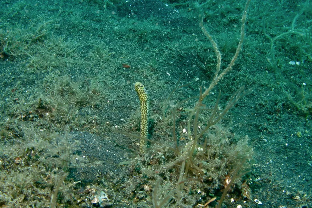 Taylor's Garden-eel
