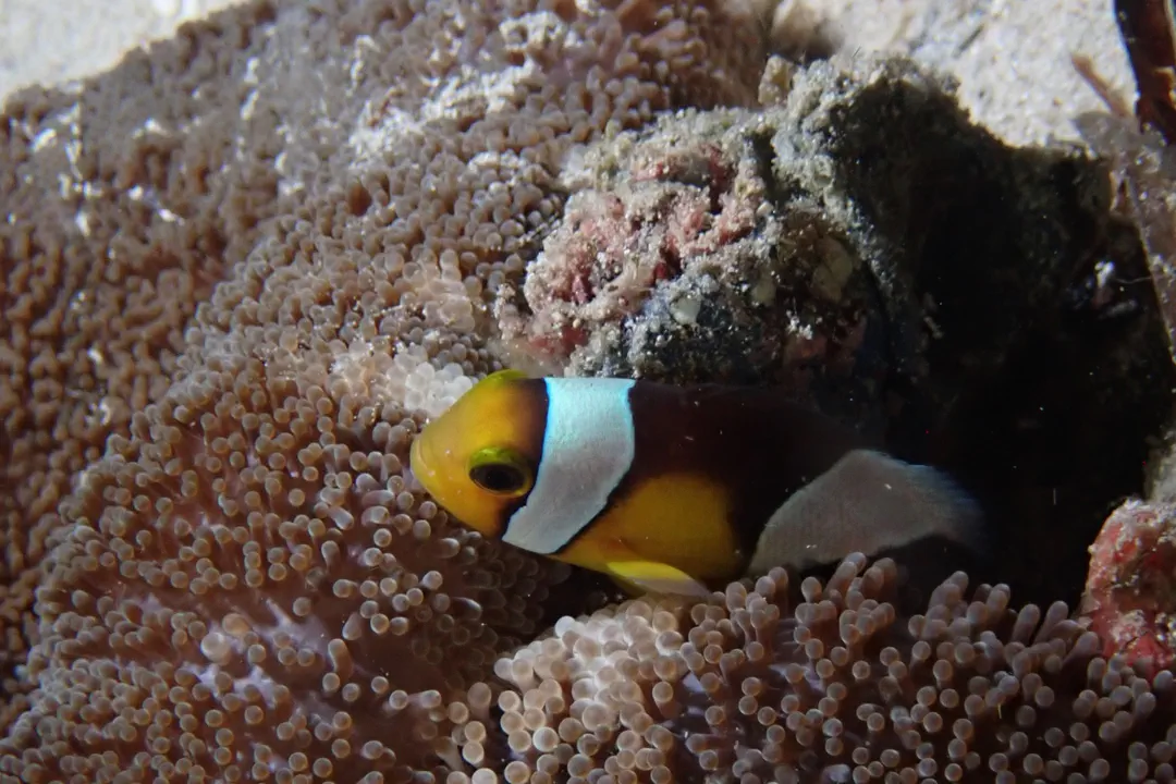 Saddleback Anemonefish (light) (Amphiprion polymnus)