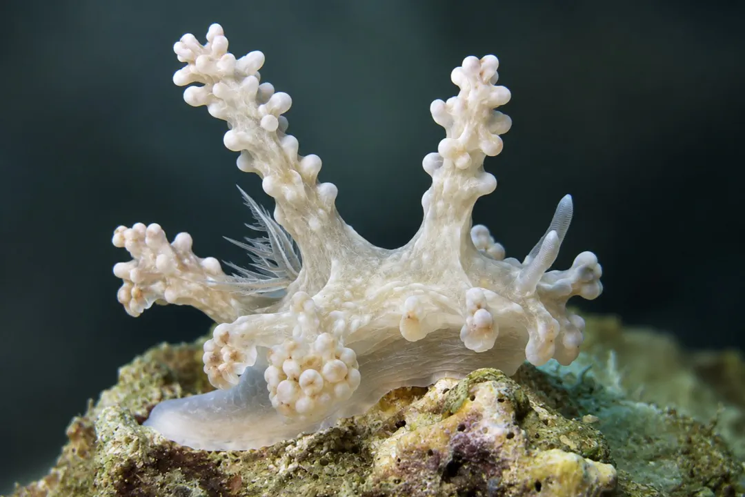 Allen’s Ceratosoma