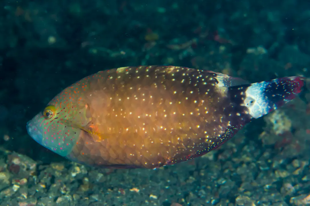 Floral Maori Wrasse