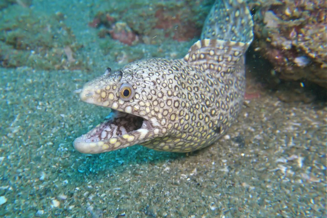 Jewel Moray (Muraena lentiginosa)