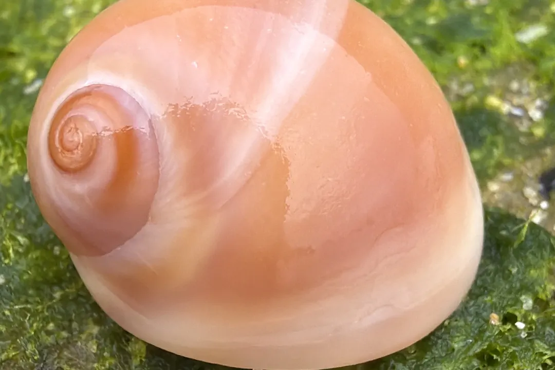 Conuber melastoma