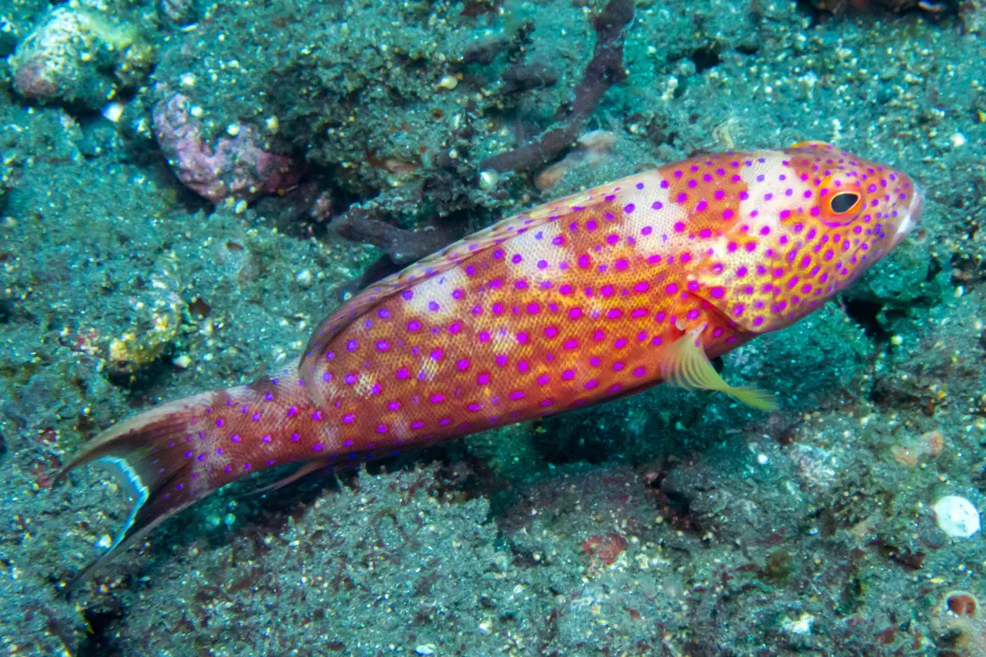 Lyretail Trout (Variola albimarginata)