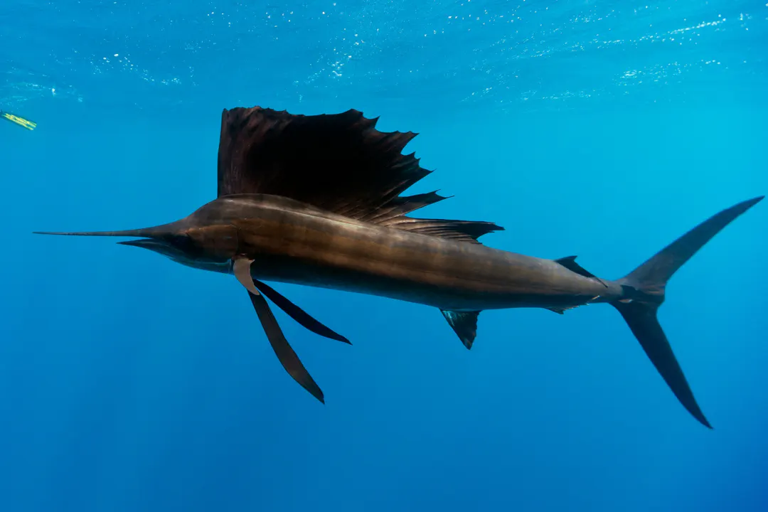 Sailfish