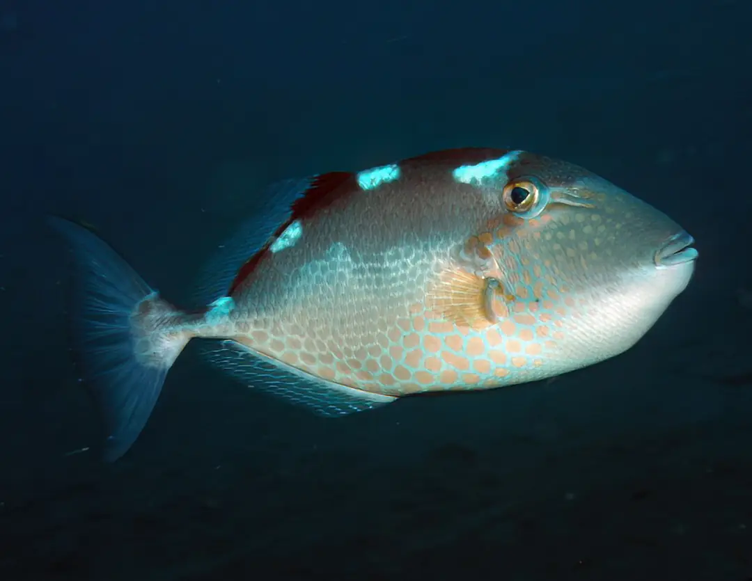 Seabook: Starry Triggerfish