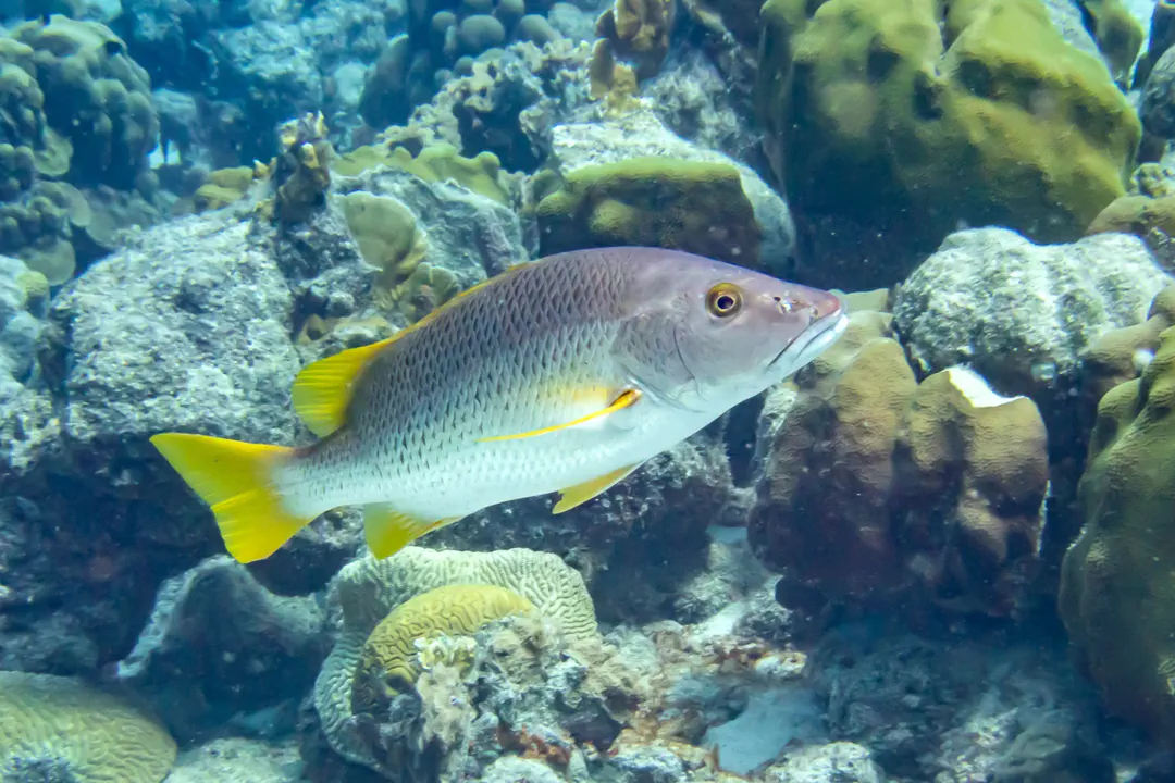 Schoolmaster Snapper
