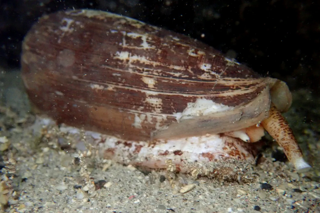 Striated Cone