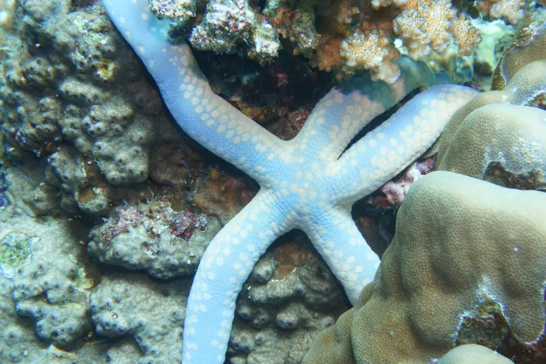 Spotted Linckia (Linckia multifora)