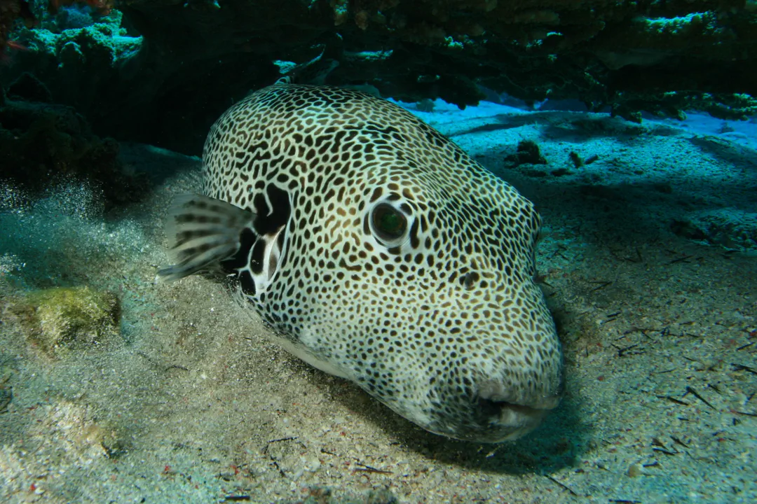 Starry Puffer (Arothron stellatus)