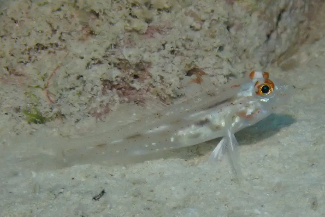 Flasher Sandgoby (Fusigobius signipinnis)