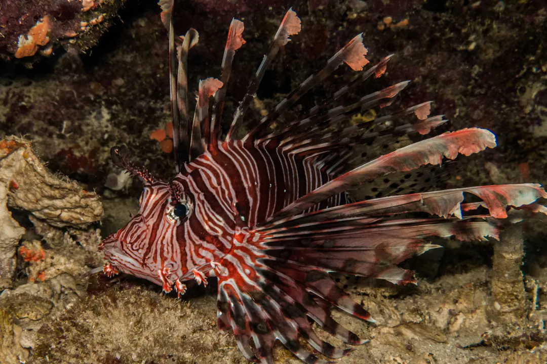 Red Lionfish