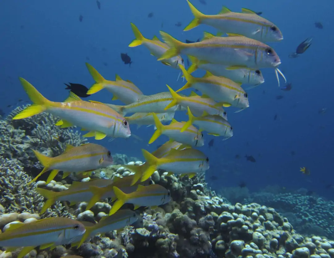 Seabook: Yellowfin Goatfish