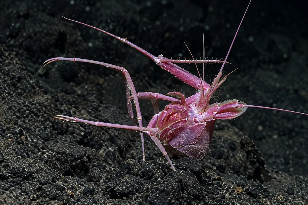 Prickly Deep-Sea Lobster