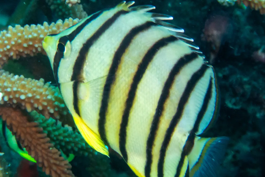 Eightband Butterflyfish (Chaetodon octofasciatus)