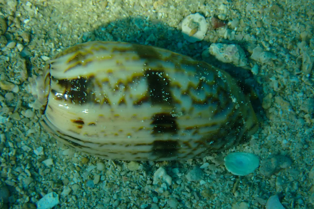 Red-mouthed Olive (Oliva miniacea)