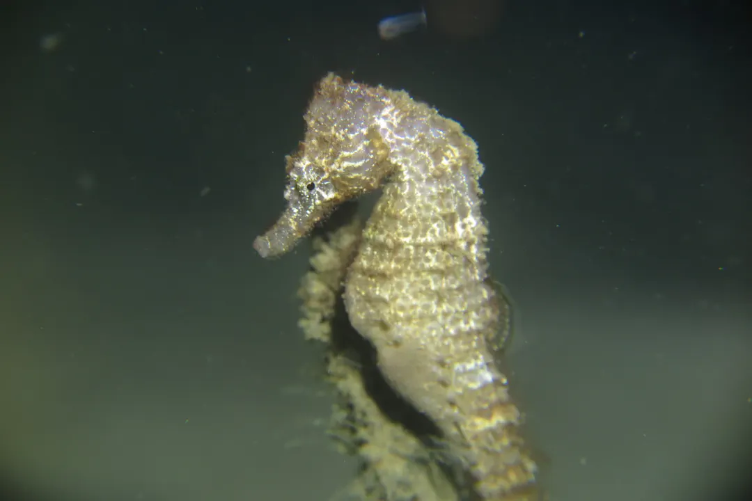 Common Seahorse