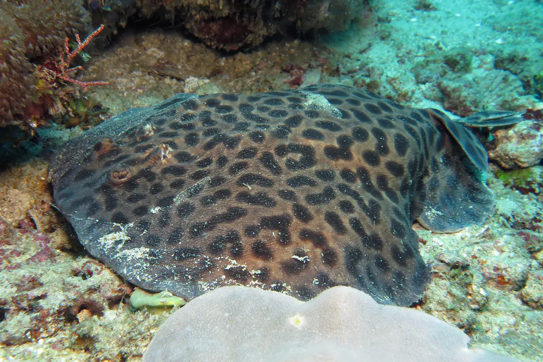 Black-spotted Torpedo