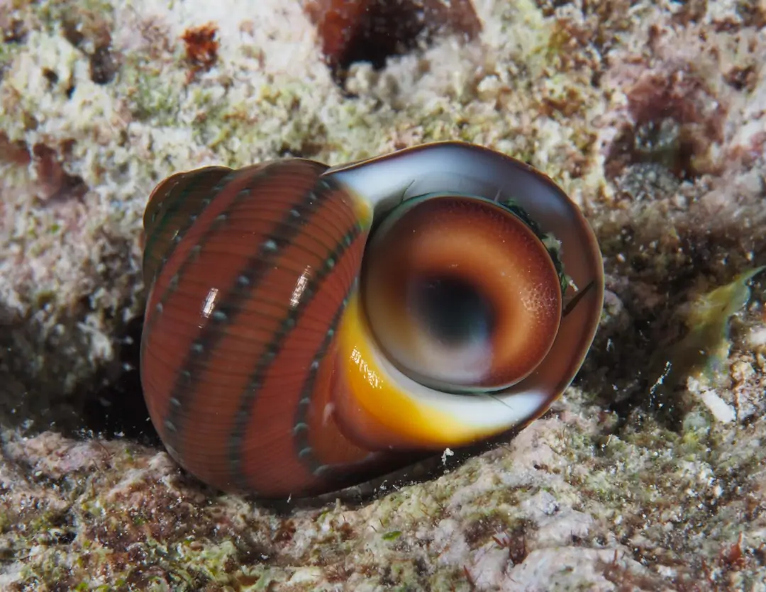 Seabook: Tapestry Turban Snail