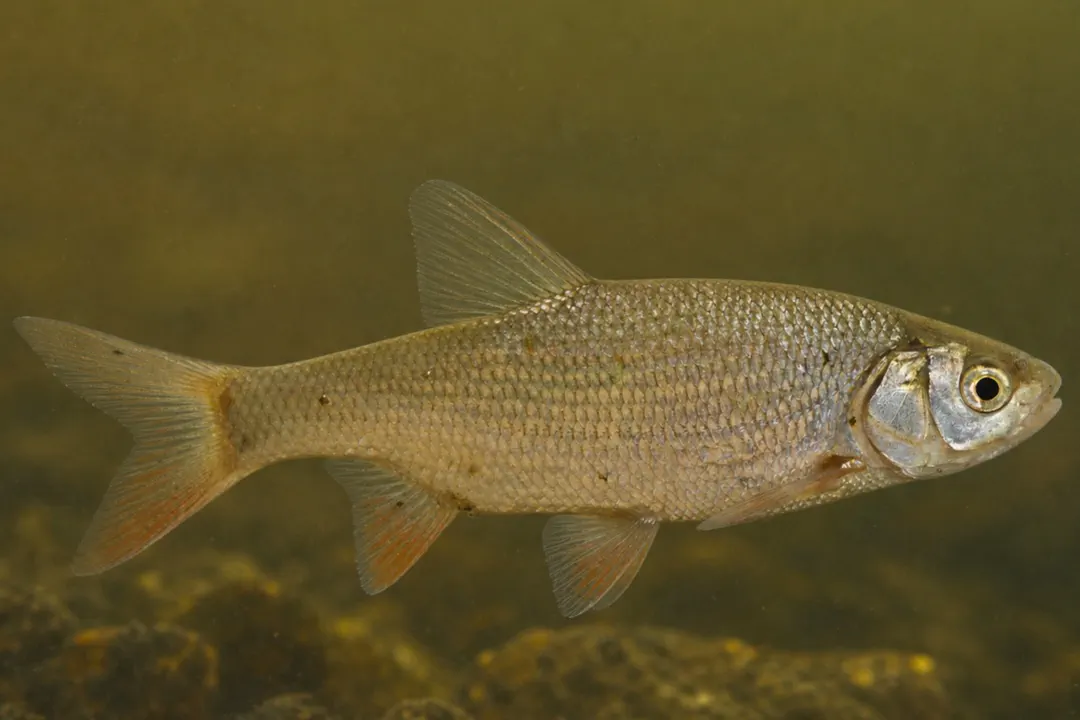 Orfe (Leuciscus idus)