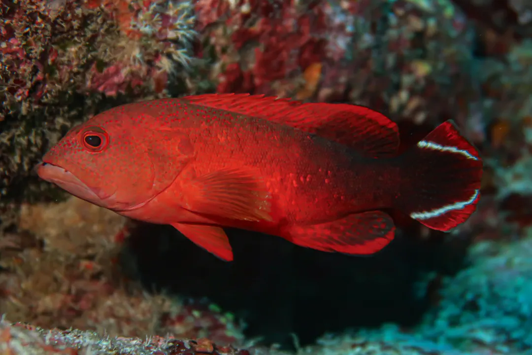 Flagtail Grouper (Cephalopholis urodeta)