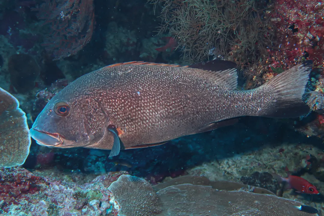 Giant Sweetlips