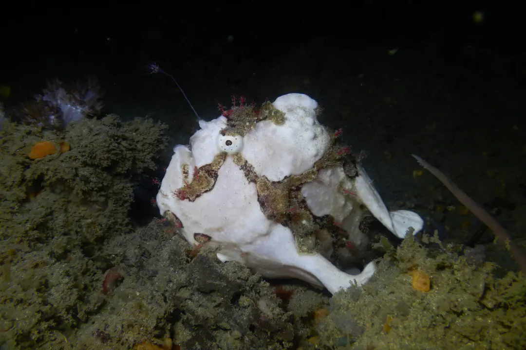 Warty Frogfish (Antennarius maculatus)