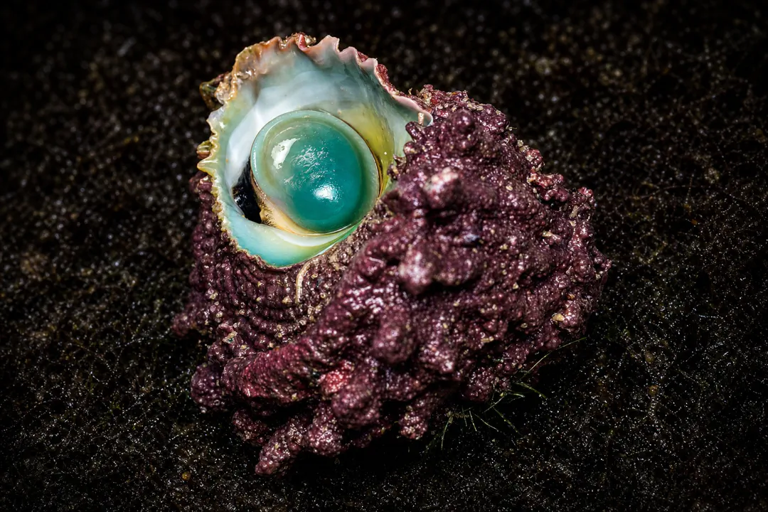 Spurred Turban (Astralium calcar)